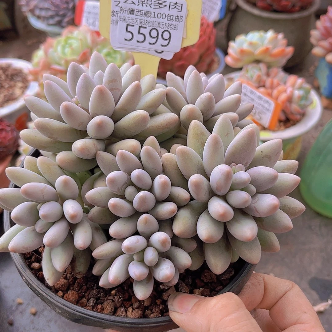 5599粉色恋人。