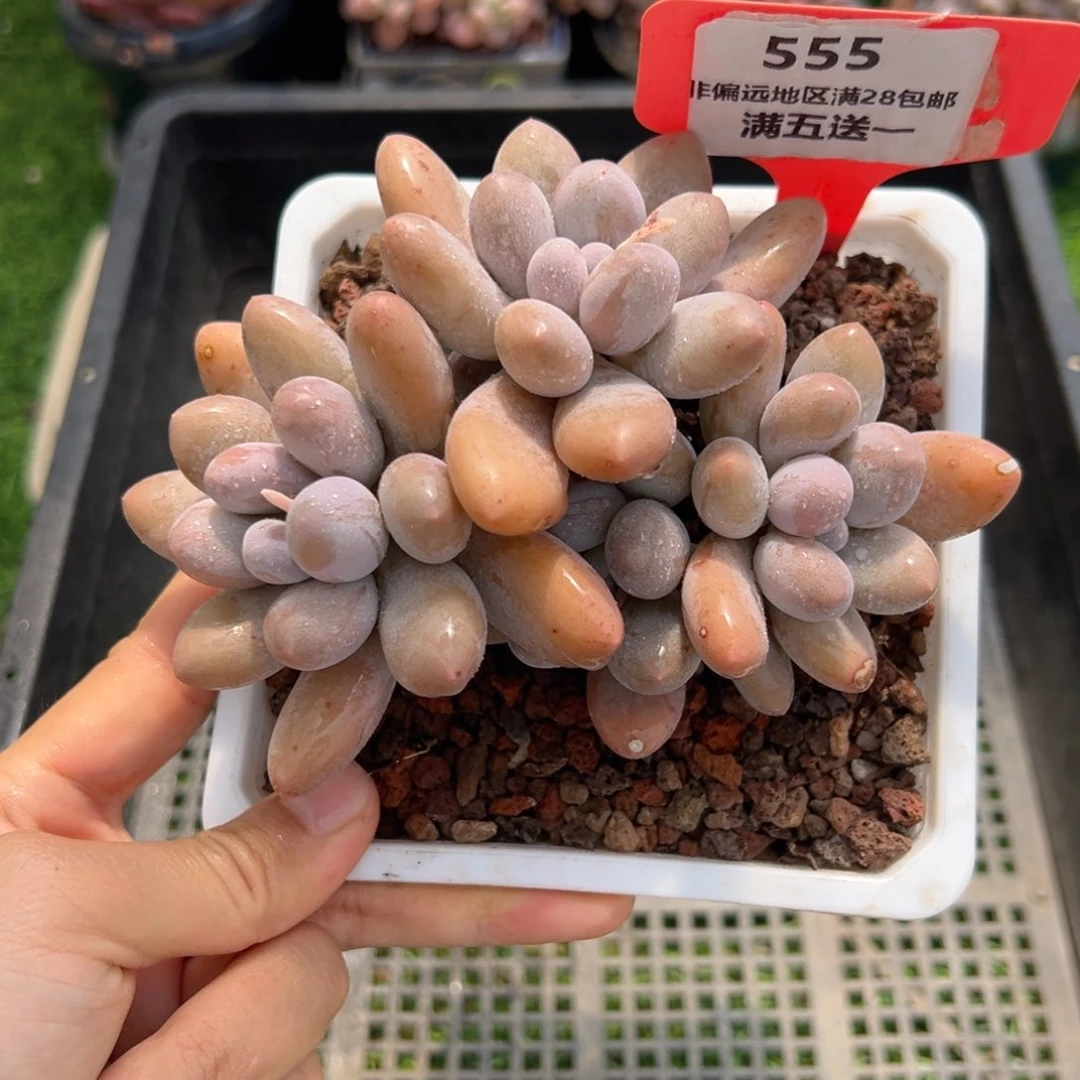 表妹精品精品多肉555.