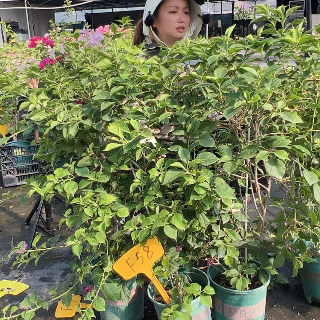 当前无花栽培后可以开花F58随机一颗