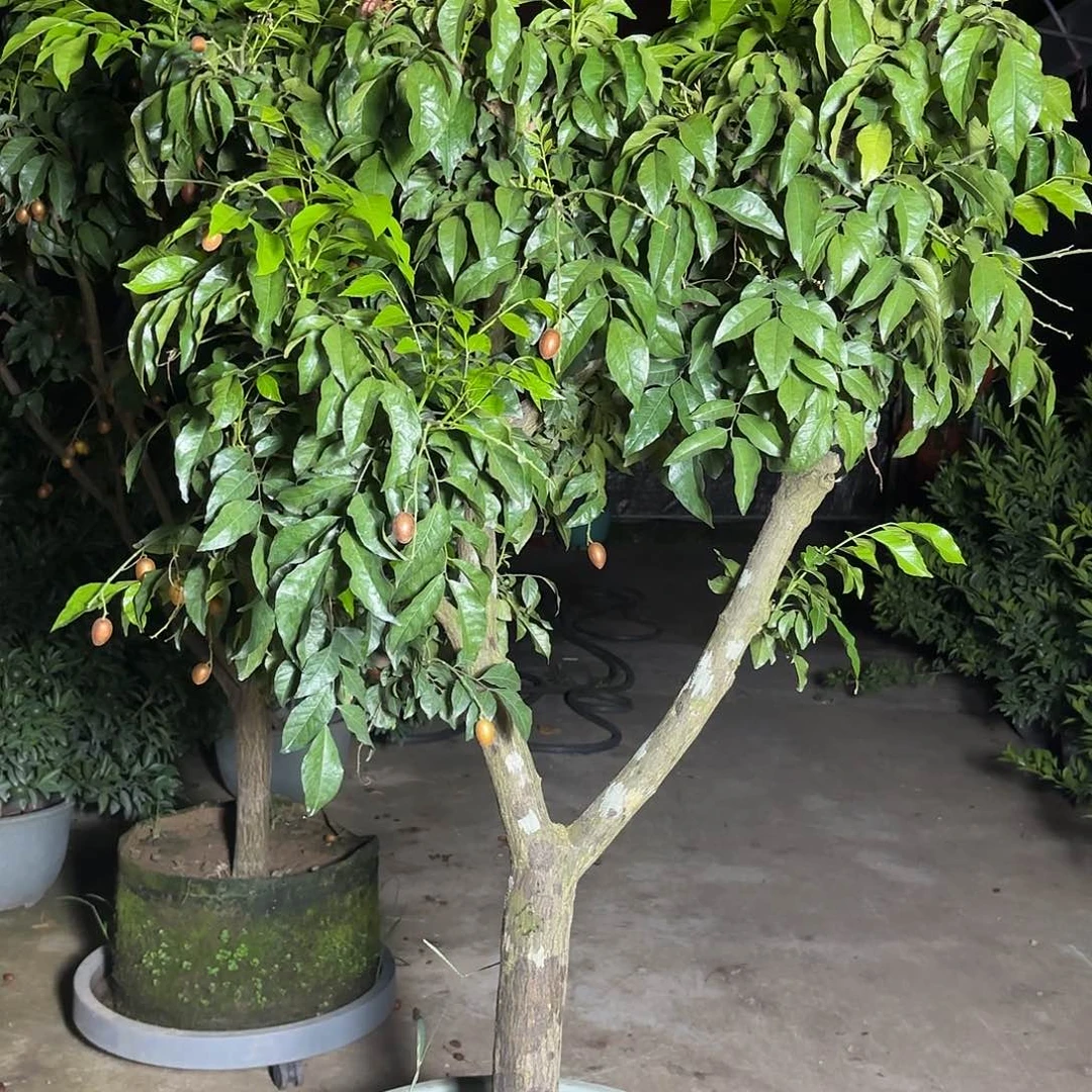 用***9完全开放一物一拍黄皮