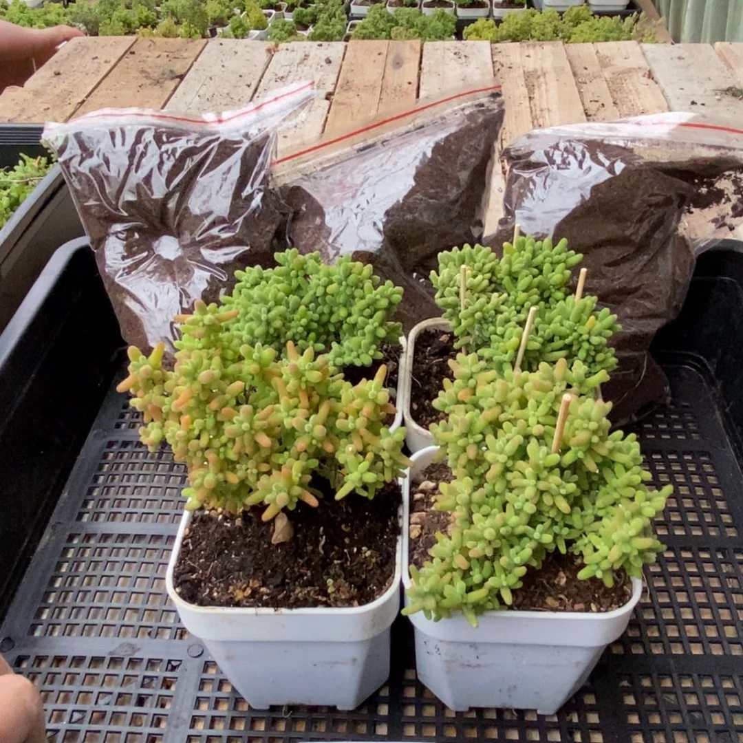 枝干番杏多肉植物263