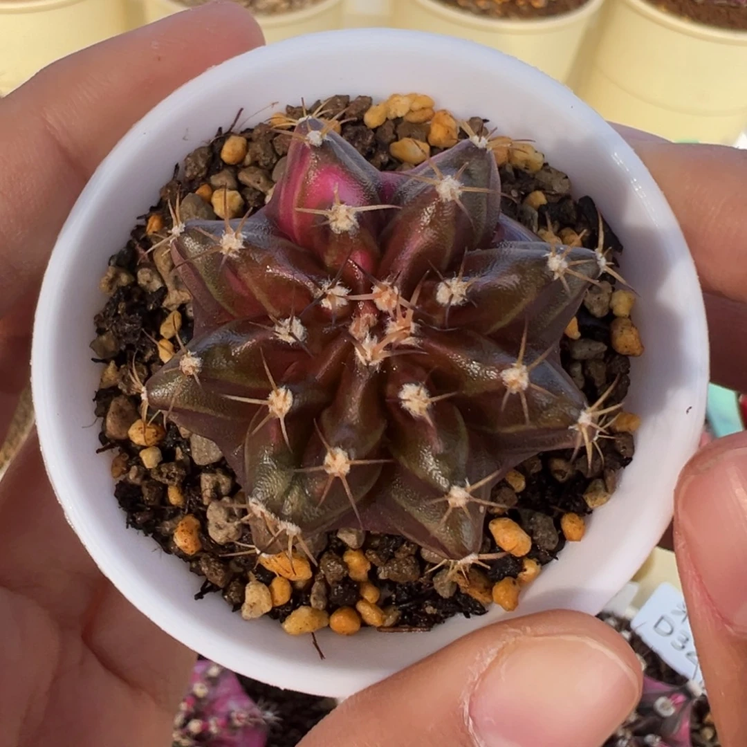 336 好看的米哈冲冲冲