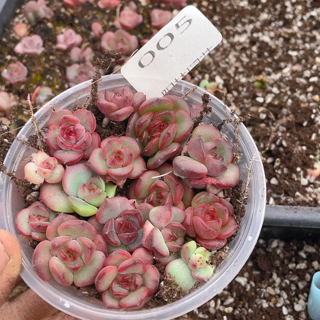 多肉植物多肉植物5