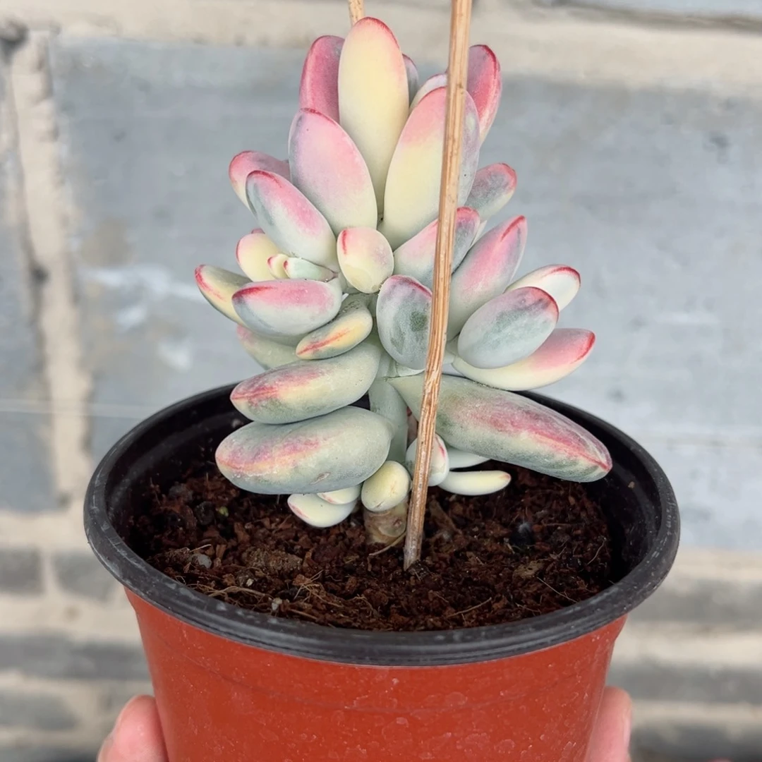 带盆发货乒乓福娘锦3359号