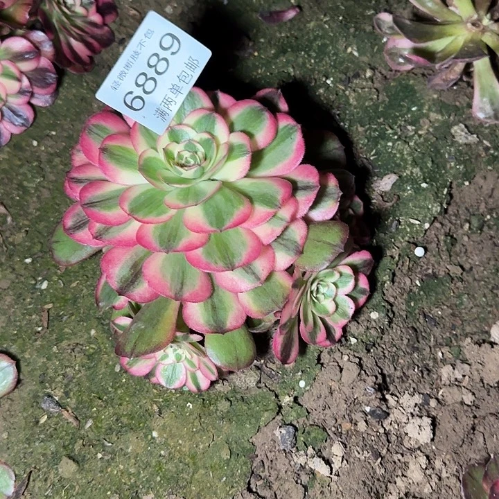6889荔枝多肉植物