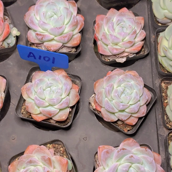 a101冰玉单头脱土