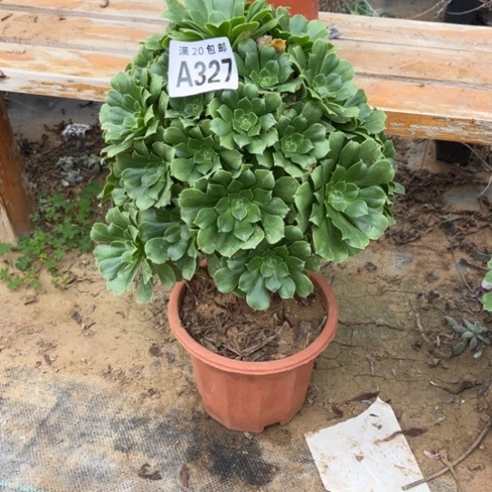 327绿羊绒不包断枝