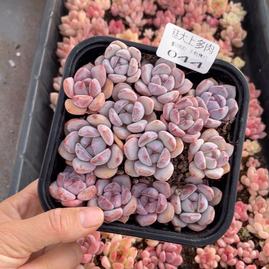 糕大上多肉植物044