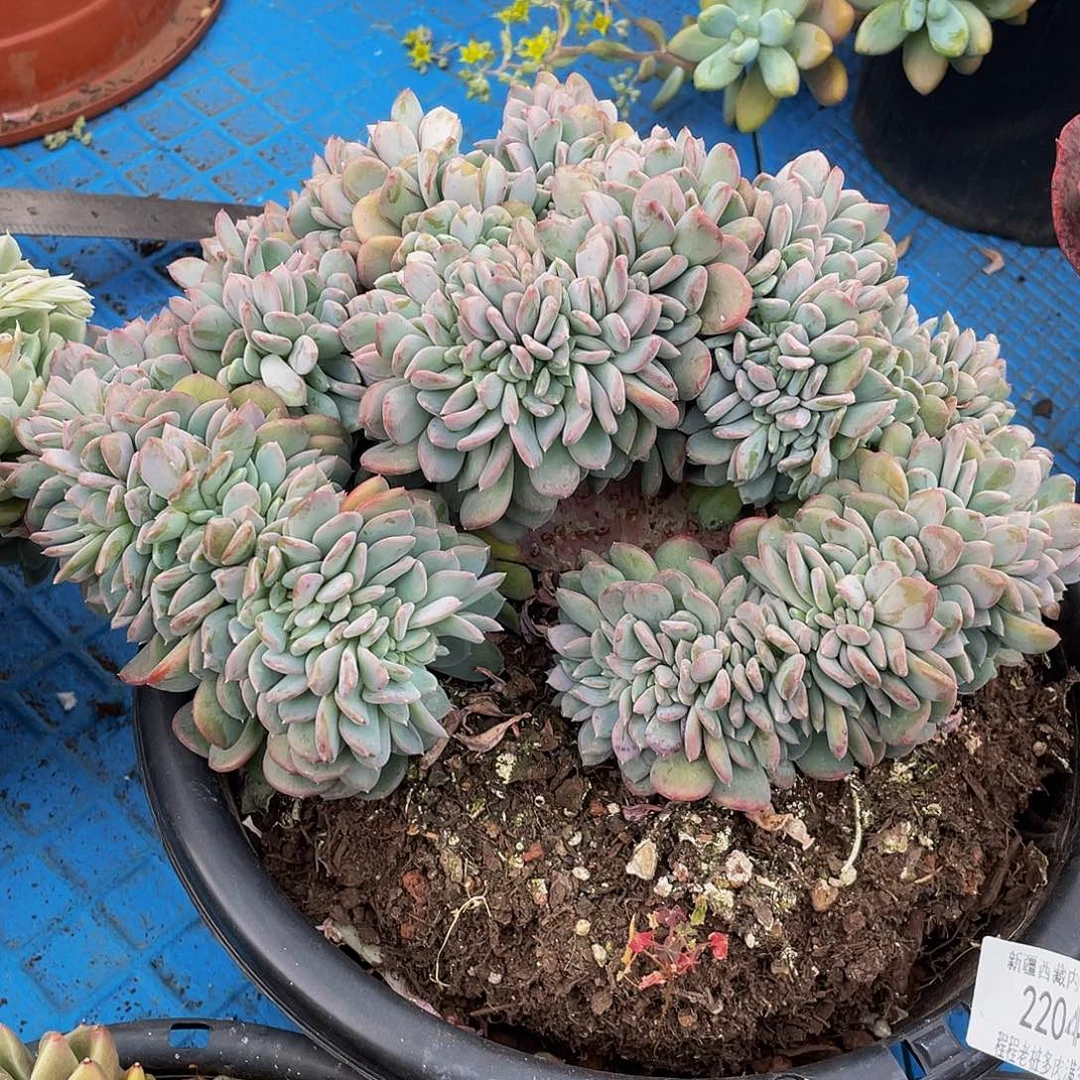 三**爱玛瑙缀22 49多肉