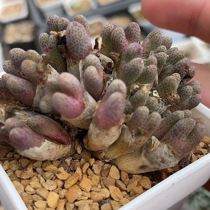 835母本955D斑马一群。