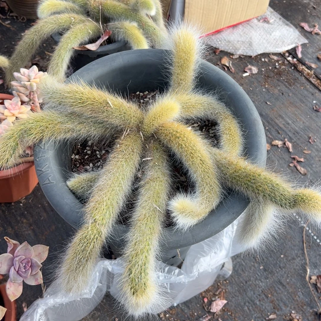 多肉九尾狐【非偏远地区满18包邮】