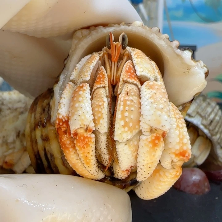 A21奶橘 毛球1.7cm口径