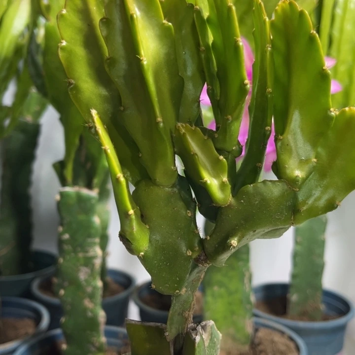 当前无花栽培后可以开花779