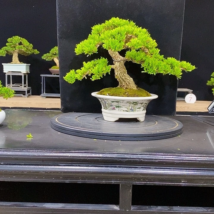 无花朵黄杨盆景四季常青不落叶