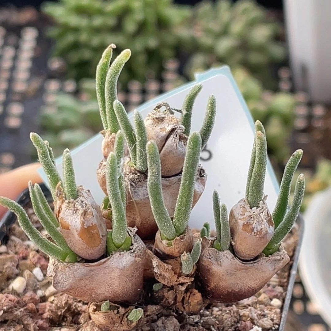 7-93枝干兔多肉植物