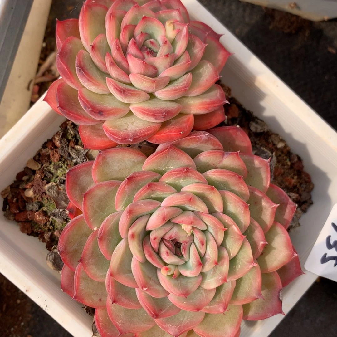 1735新年快乐发发发