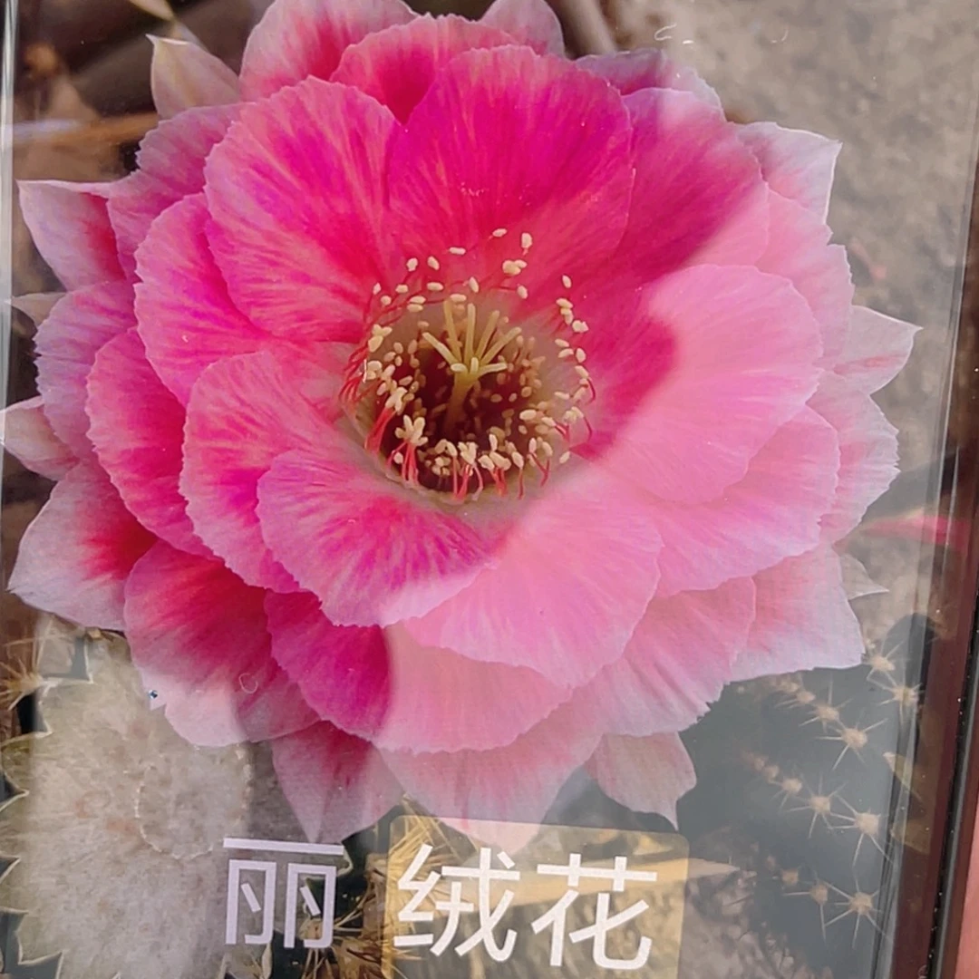 丽花 绒花 侧芽 歪 满20包邮3公分以上