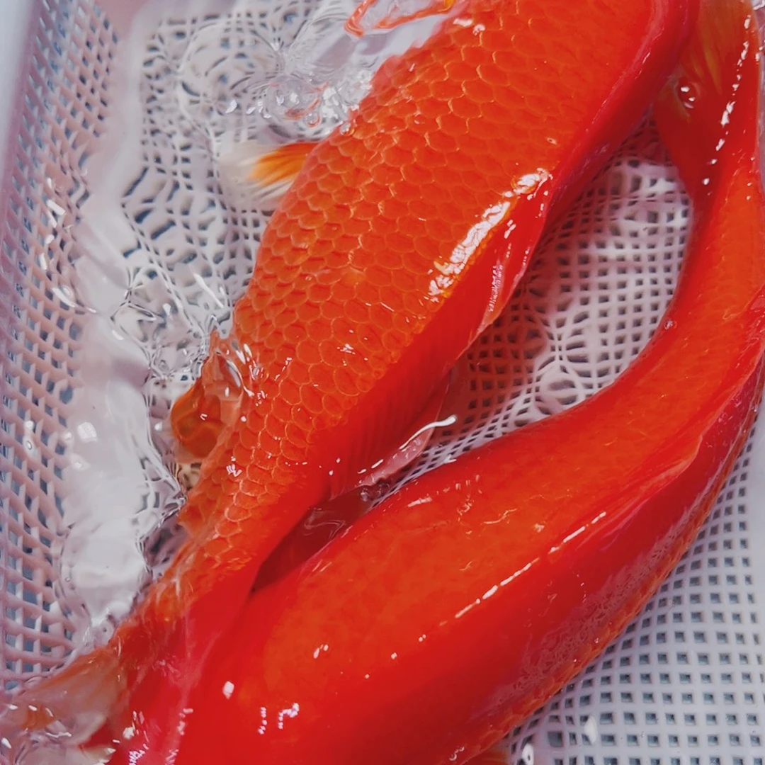 海水鱼锦鲤观赏鱼10