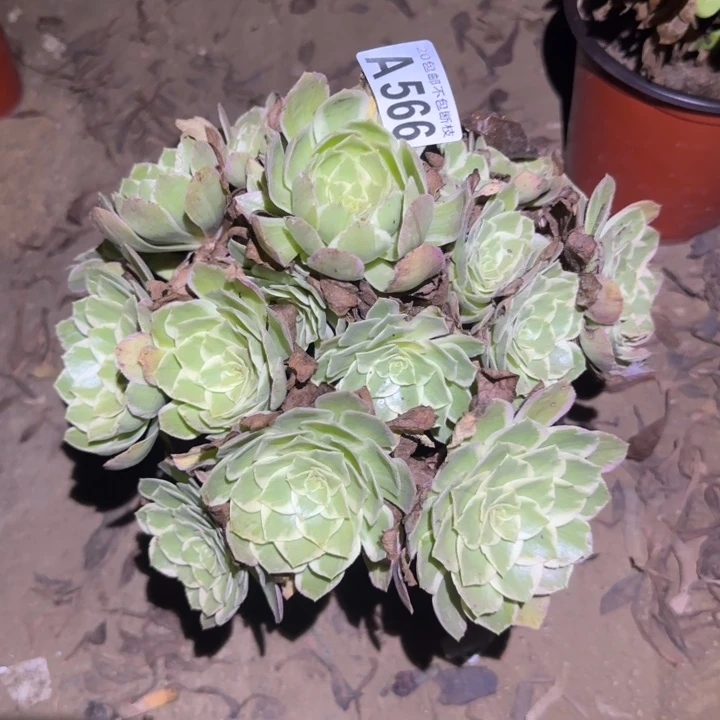 水蜜桃……不包断枝……多肉植物