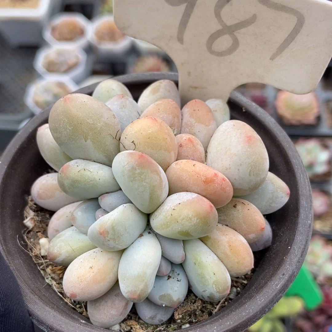 987香水多肉植物