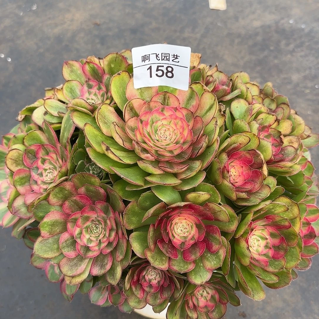 158多肉 绿体荔枝福利有瑕疵