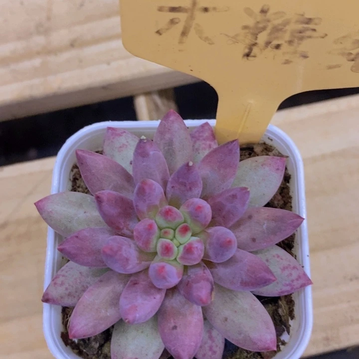 开心多肉，一物一拍