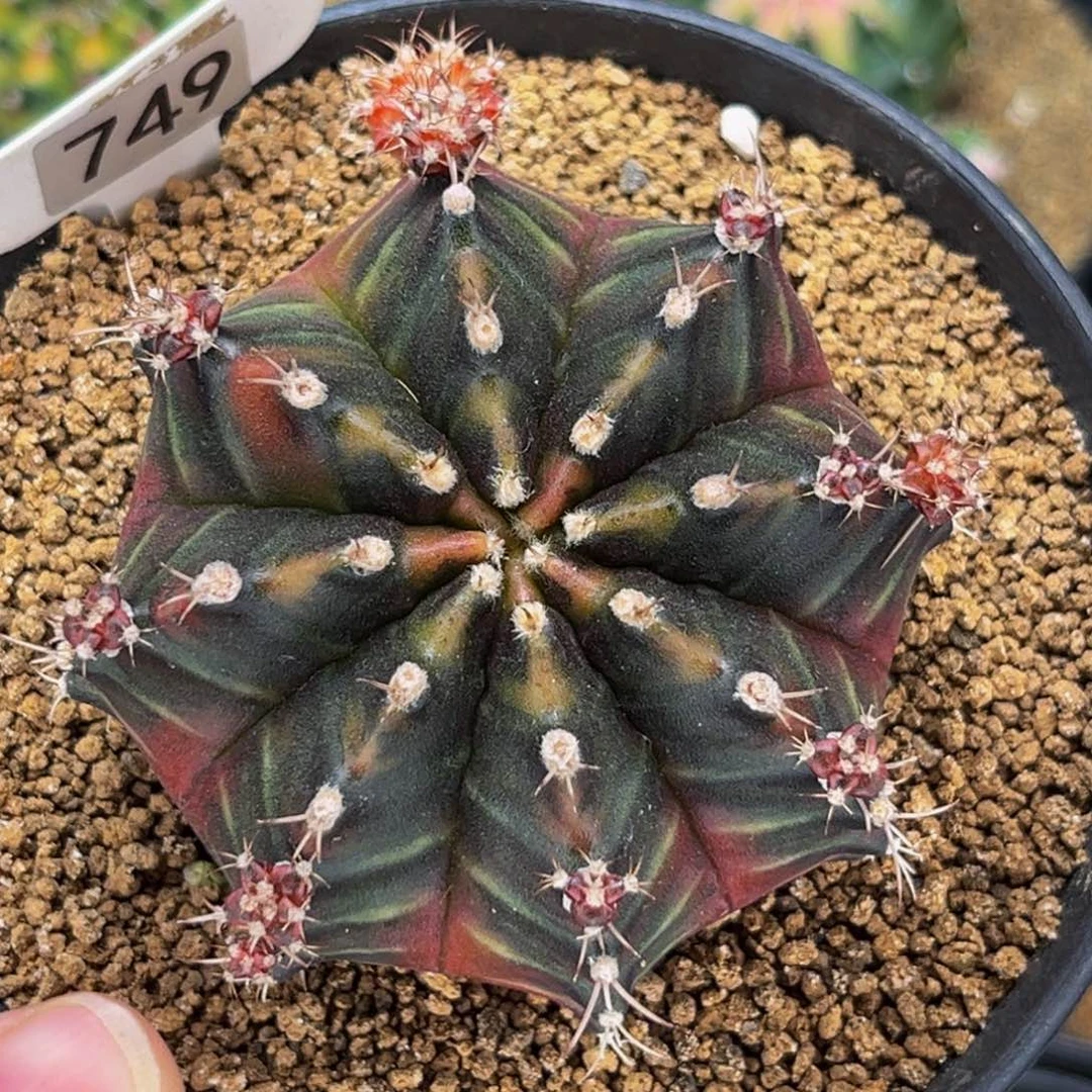 SOS实生 米哈仙人球