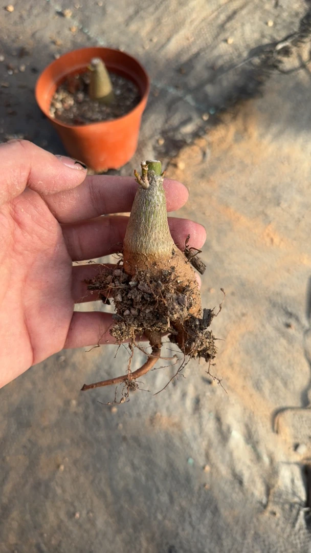 龟甲木棉龟甲木棉