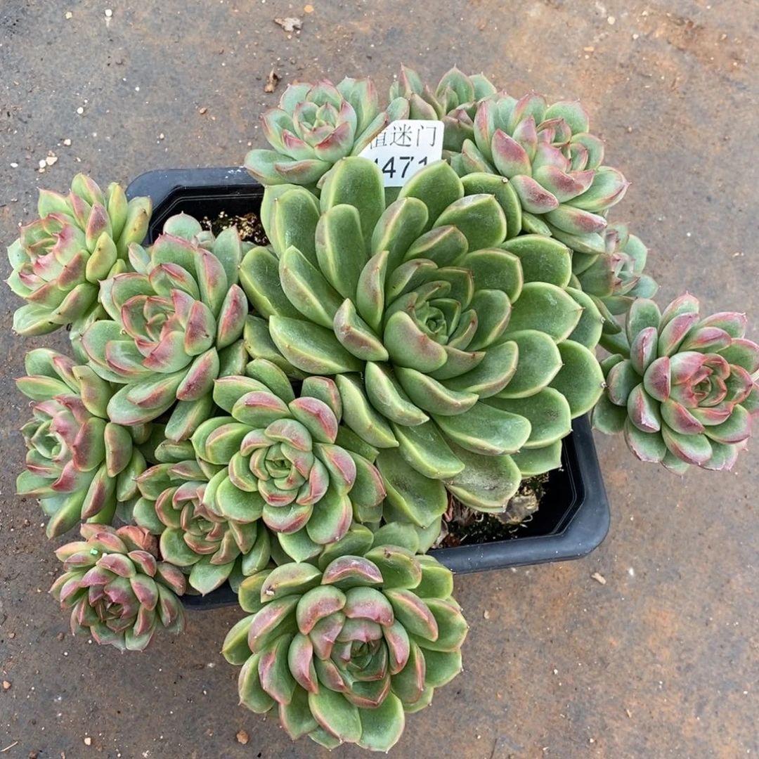 林***D杂交精品多肉4471~25厘米