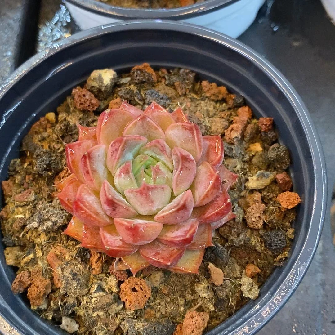 团。浪漫。福利多多