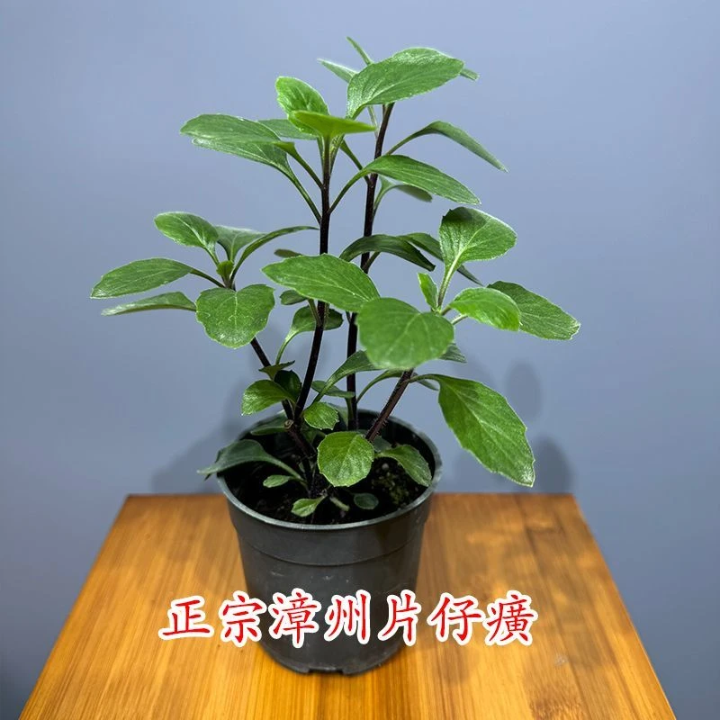 基地直发正宗漳州红杆片仔癀草白凤菜可食用药用绿植盆栽室内好养