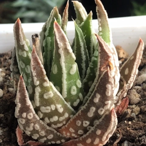 祥云变异带盆发货哈哈哈哈