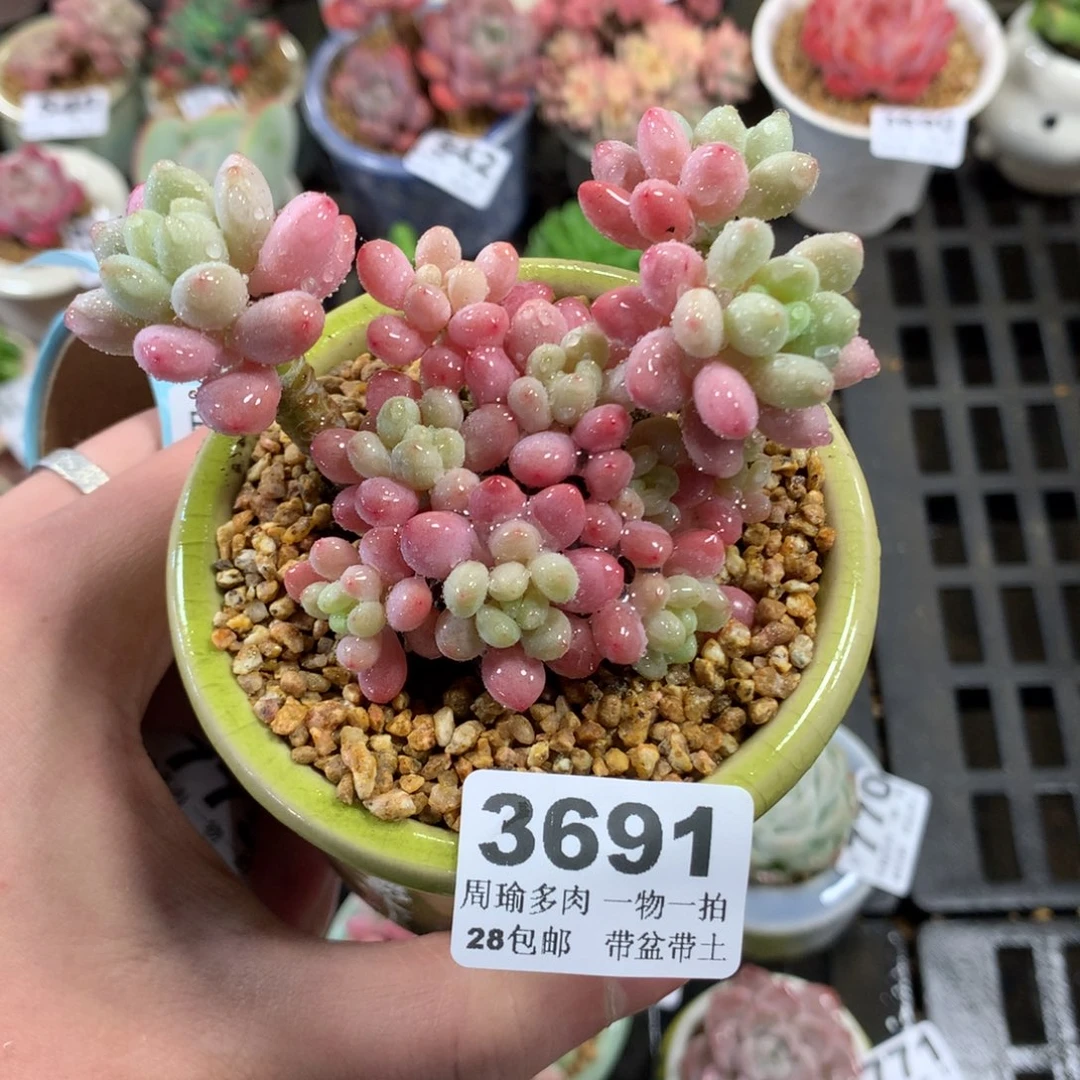 5厘米盆精控多肉3691