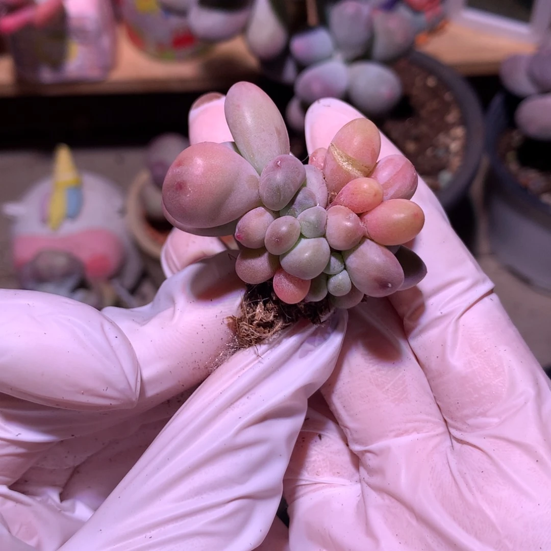 西瓜奶酪多肉喜欢奶酪