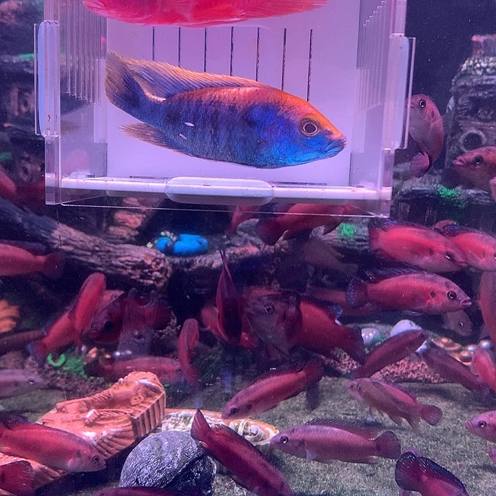 慈鲷鱼直播特价2条9-10