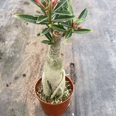 【闪购商品】三***2绿植