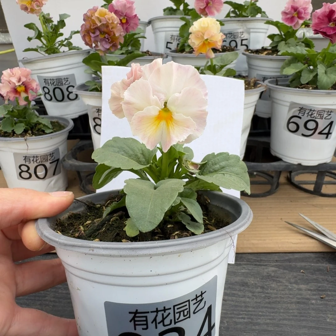 无花朵834号角堇