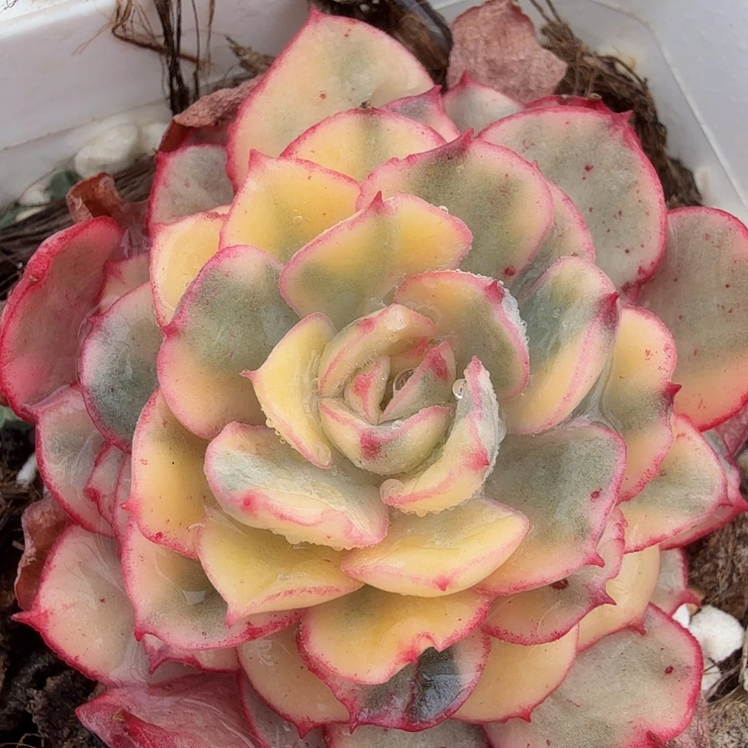 般若锦，多肉植物