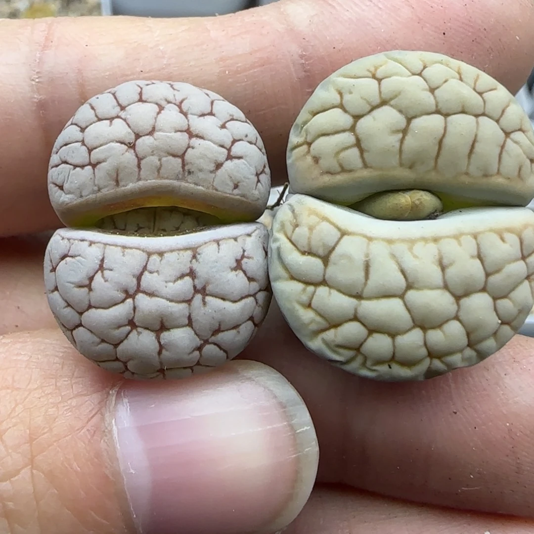 22荒清框福利30包邮