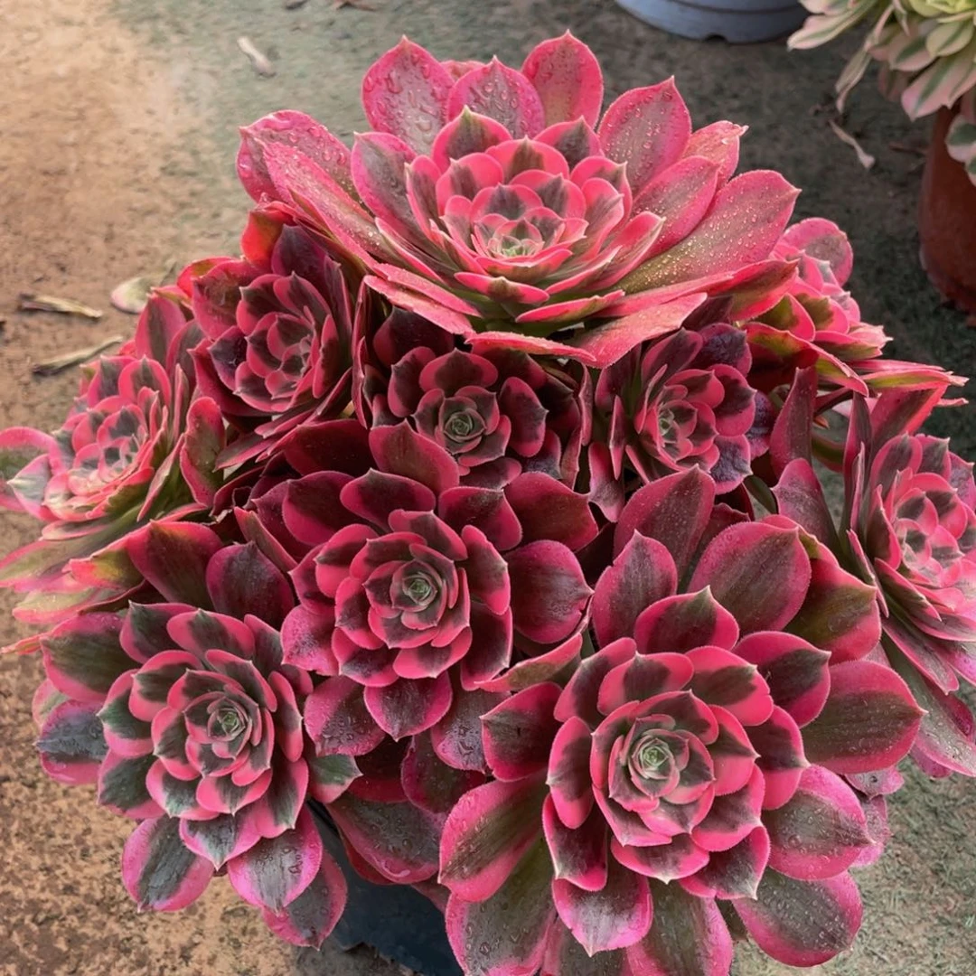 606粉女郎精品法师多肉