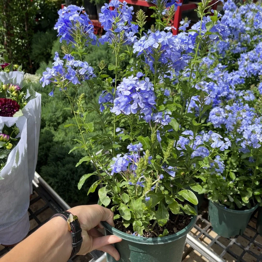 蓝雪花盆栽大苗带花苞庭院阳台花卉四季开花耐热好养