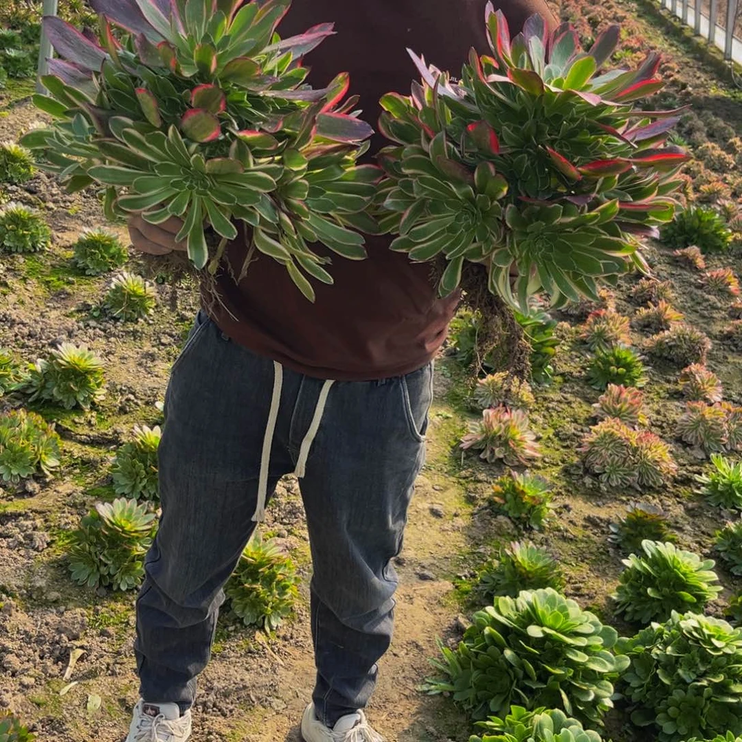 金丝雀多肉植物捧花的