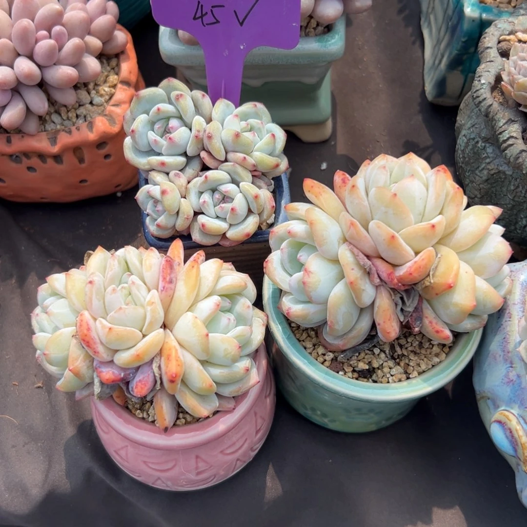 哦***样11111111111111111111