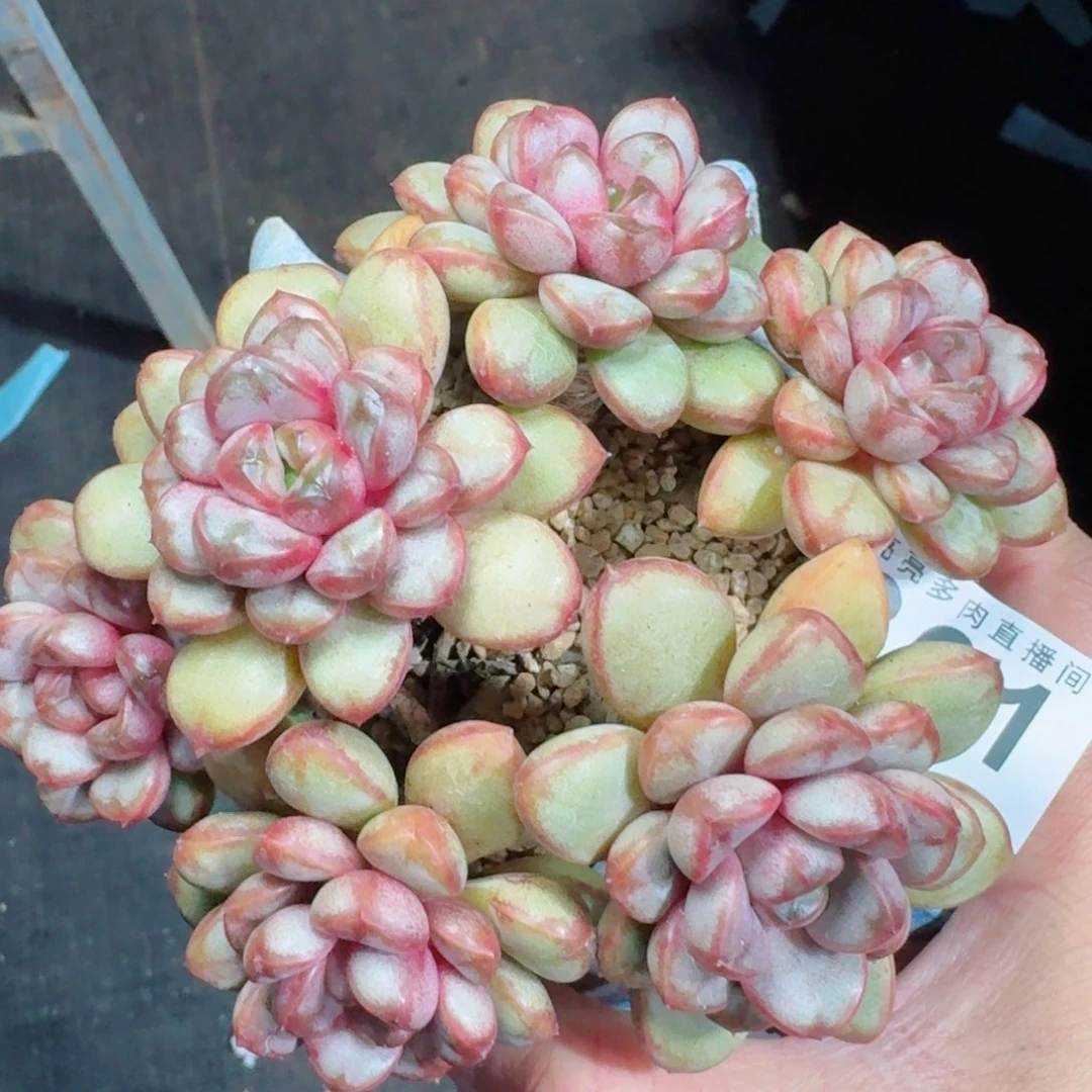 葡萄老桩      愿你一路坦途，乘风破浪展宏图