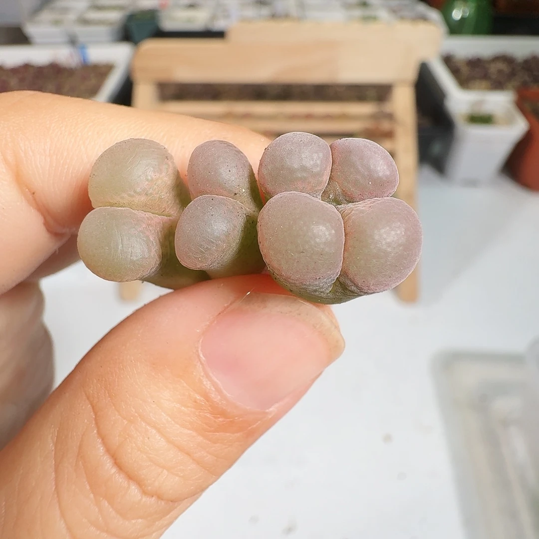 多肉植物福利风铃221