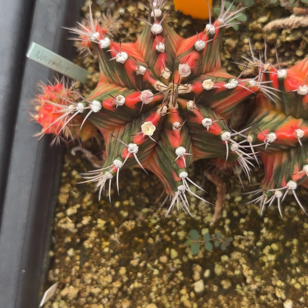 157-1212泰国发货多肉