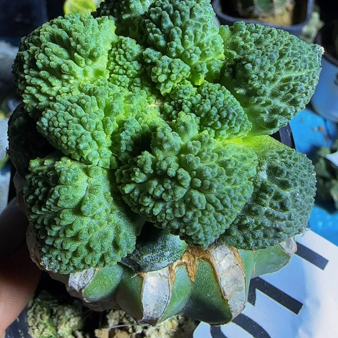 菜花011仙人球开花了