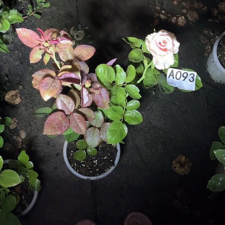 麦***微当前无花朵，栽培后可花朵金发美人93号