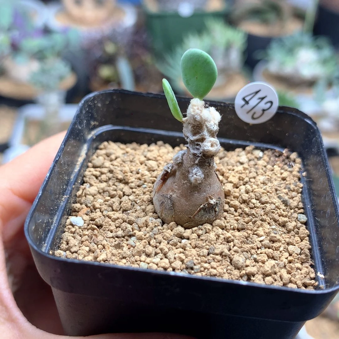 派马厚敦菊母本多肉带盆