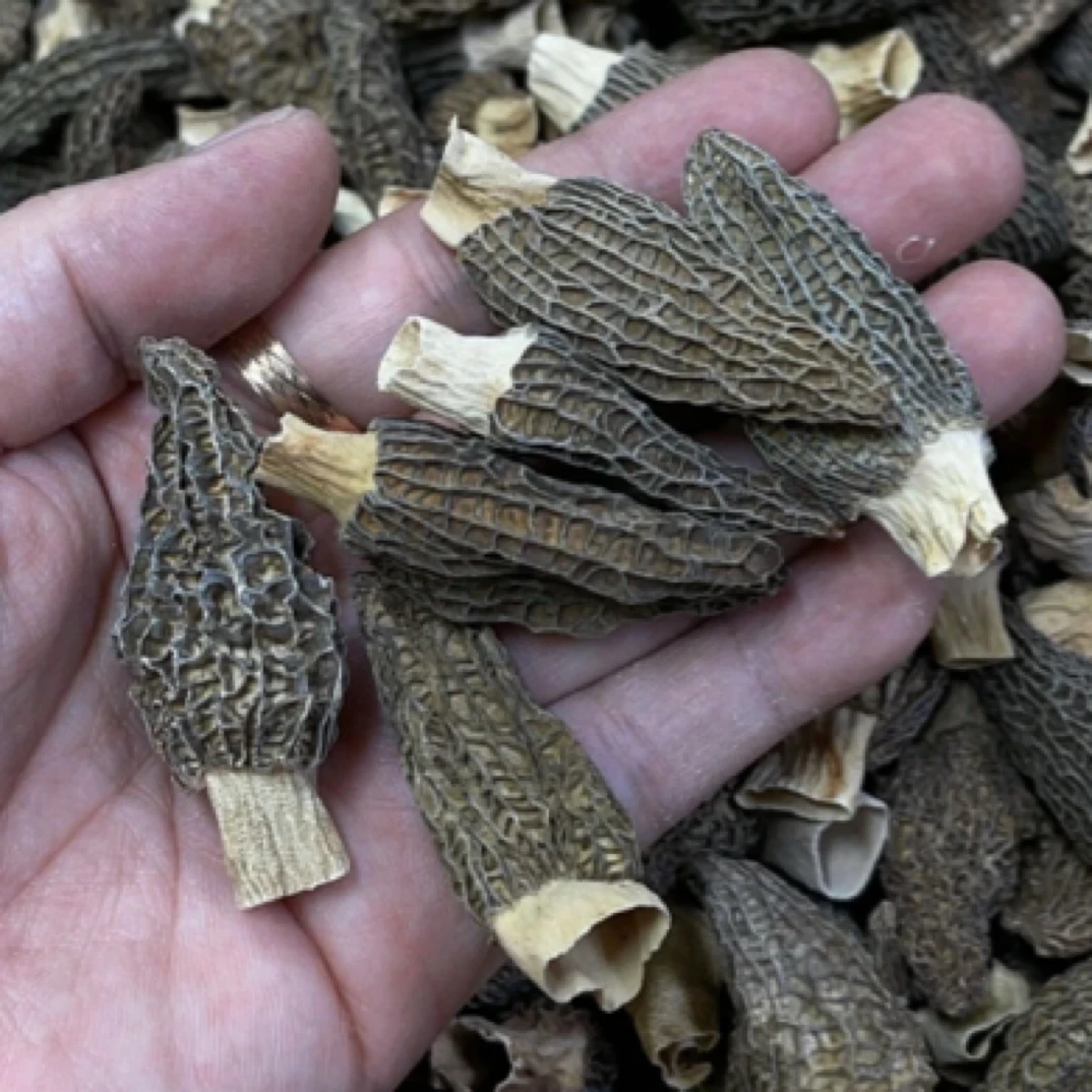 云南高山（羊肚菌）干货